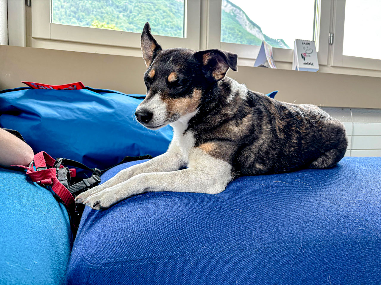 Tiere im Schulalltag