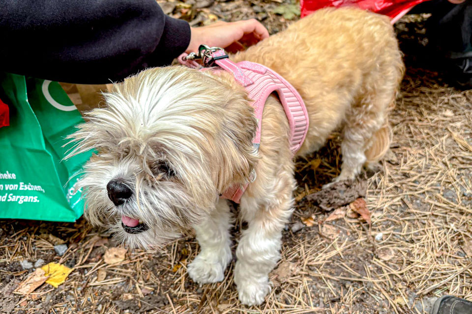 Tiere als Türöffner